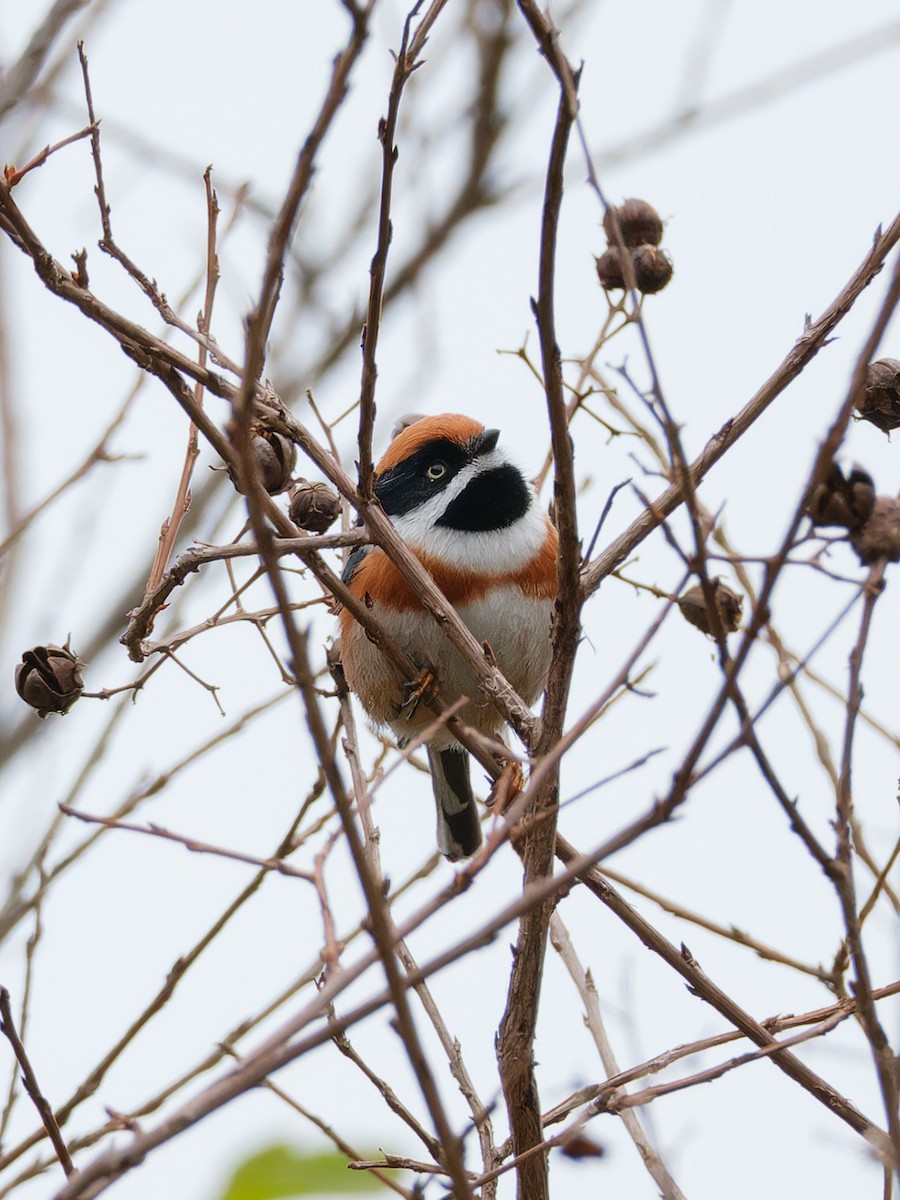 Black-throated Tit - Dolors Yong