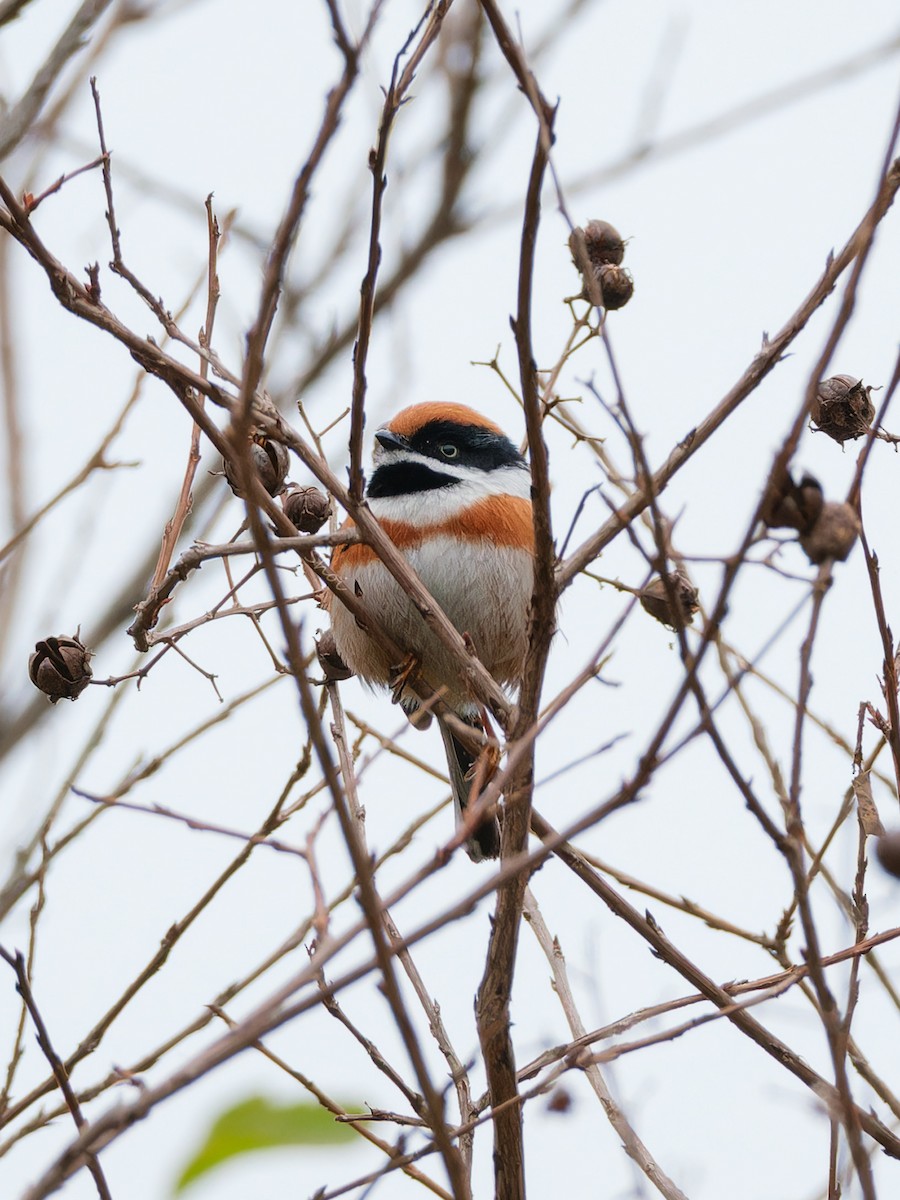 Black-throated Tit - Dolors Yong