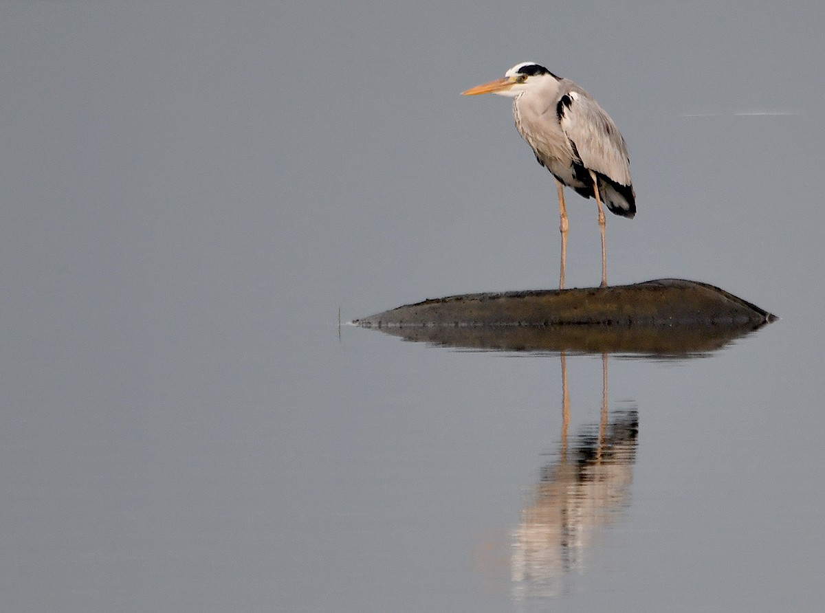 Gray Heron - ML612407068