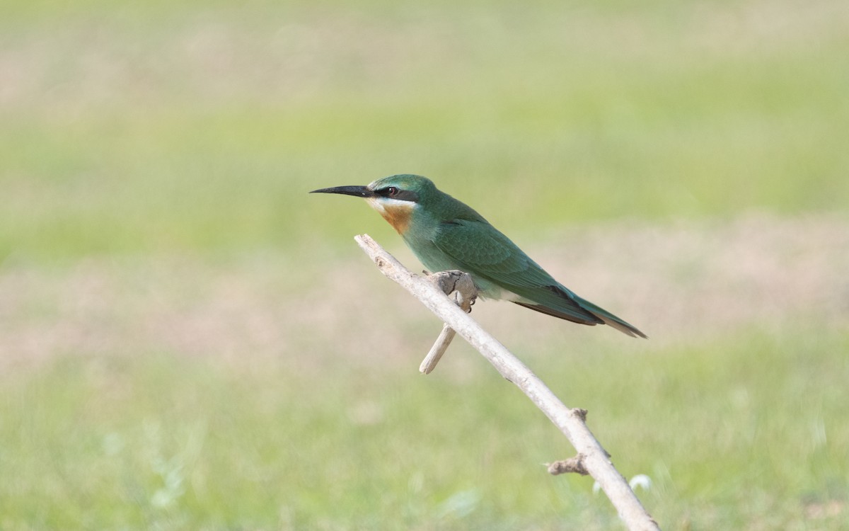 Blue-cheeked Bee-eater - Emmanuel Naudot