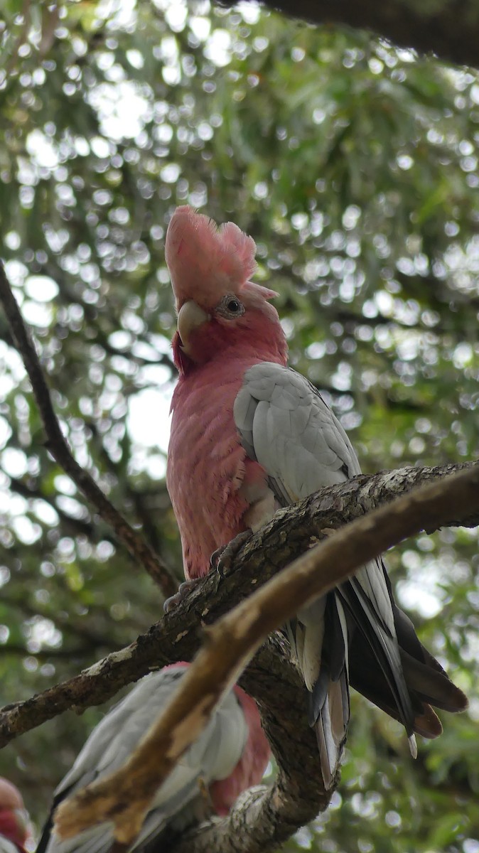 Galah - ML612407120
