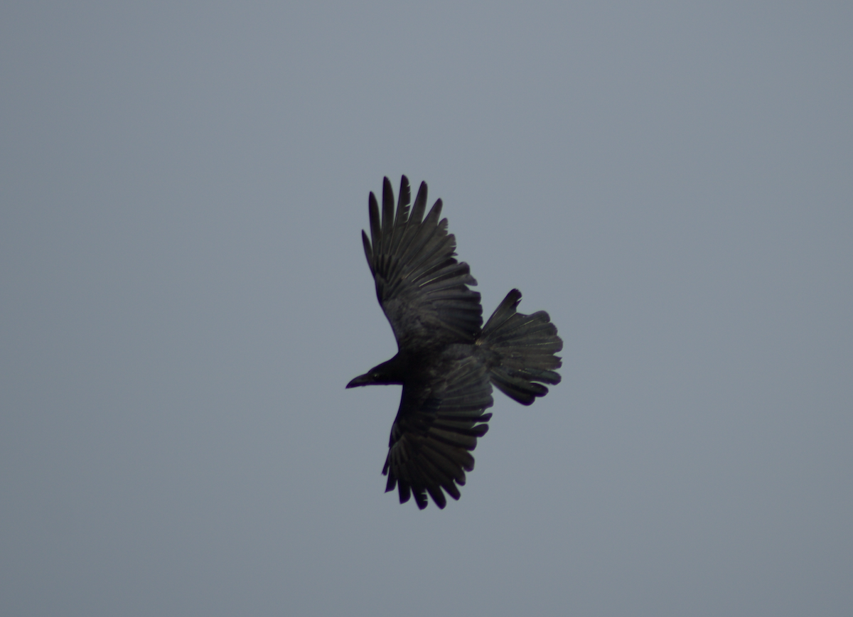 Large-billed Crow - ML612407150