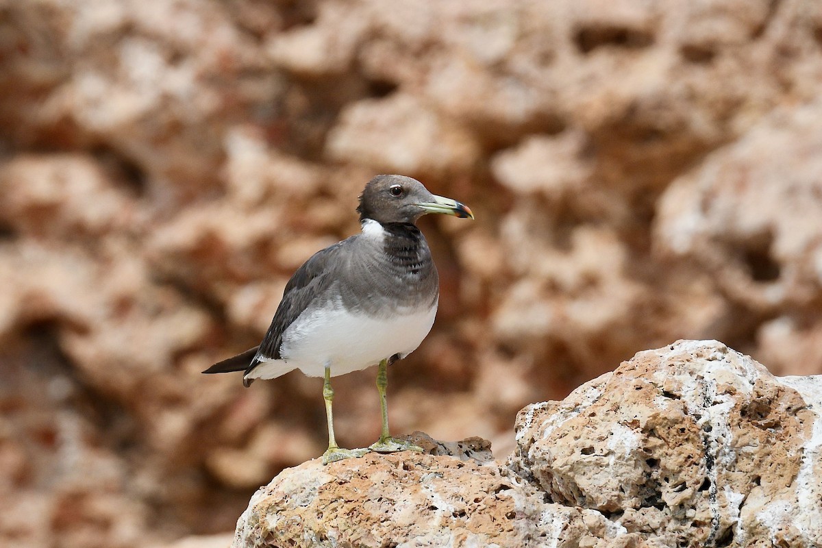 Sooty Gull - ML612407168