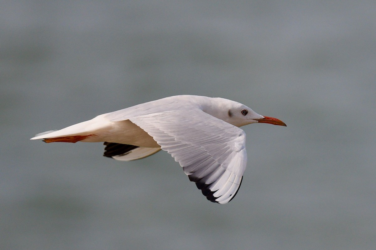 Slender-billed Gull - Jacques Erard