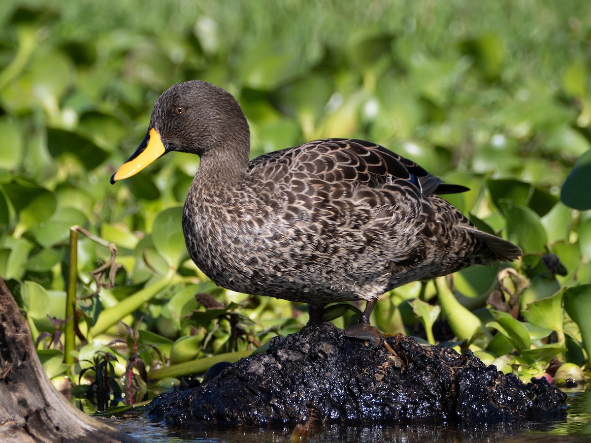 Canard à bec jaune - ML612407220