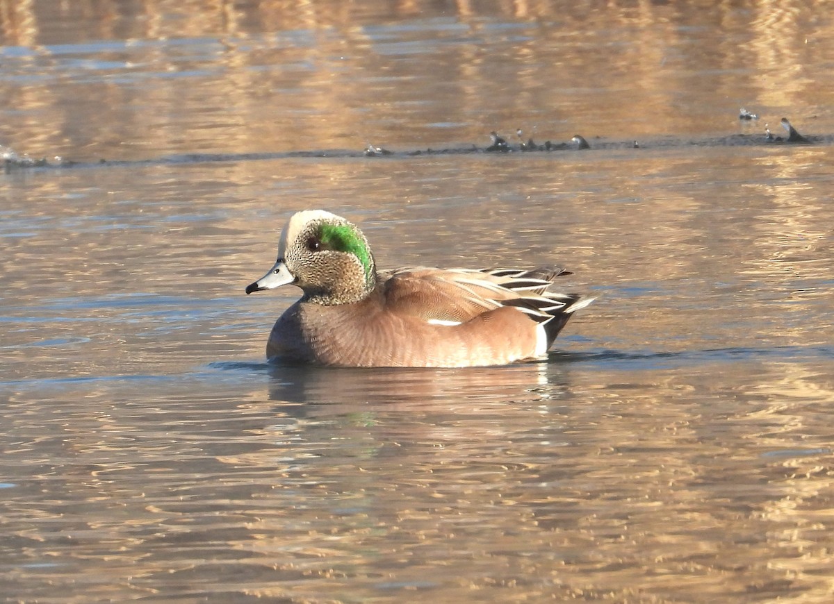 American Wigeon - Lauri Taylor