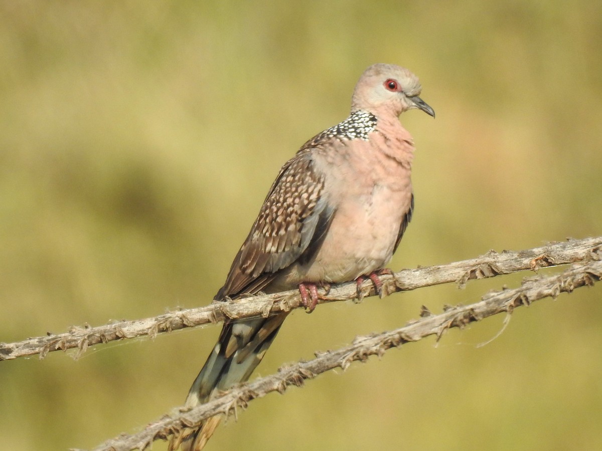 Spotted Dove - ML612407313