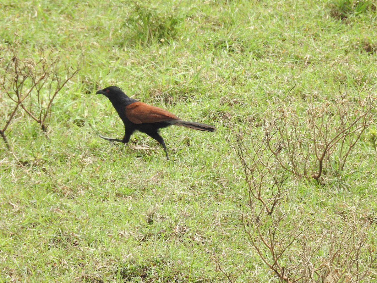 Greater Coucal - ML612407316