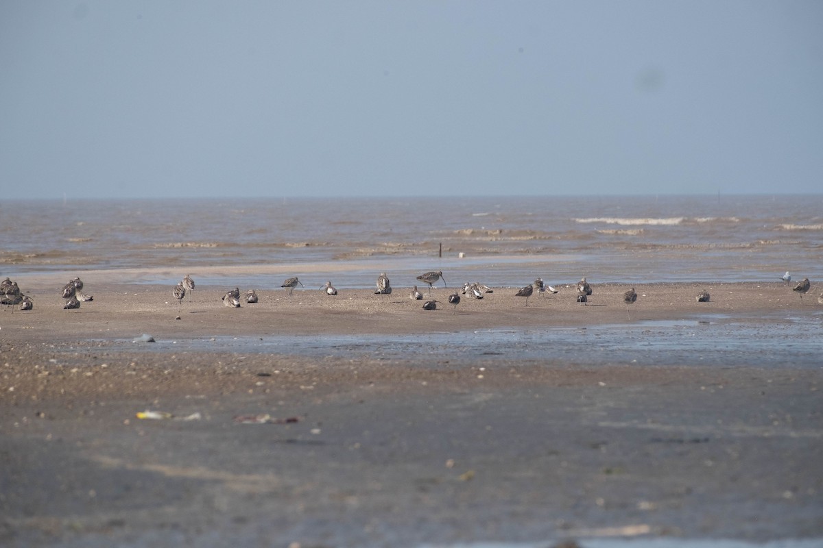 Eurasian Curlew - Logan Williams