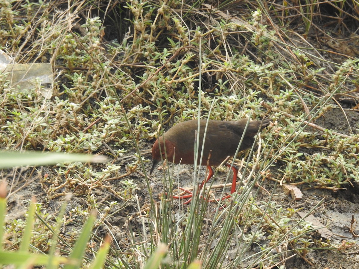 Ruddy-breasted Crake - ML612407319