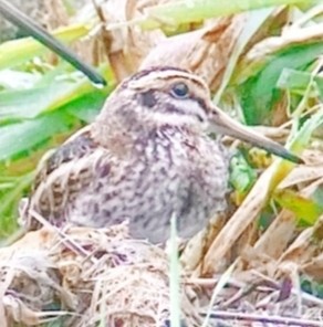 Jack Snipe - ML612407322