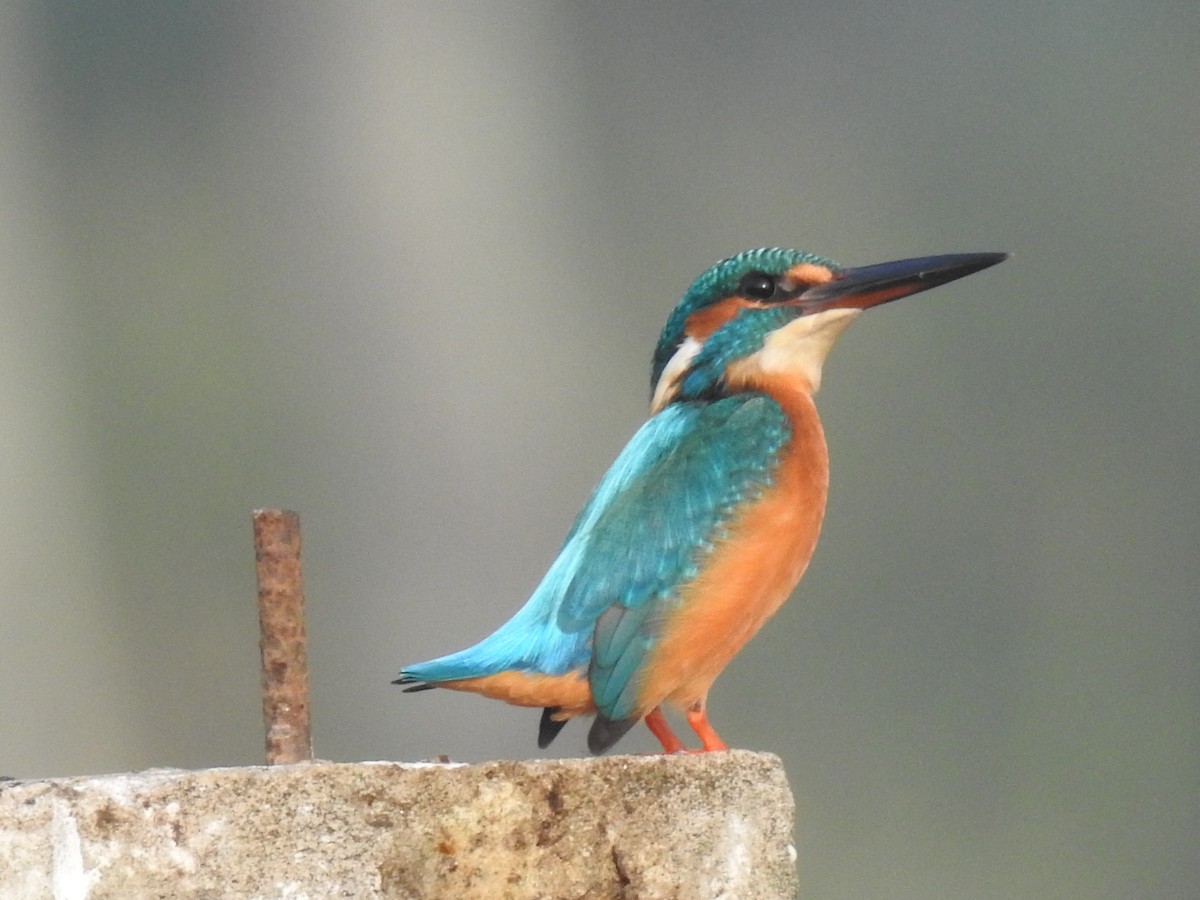 Common Kingfisher - ML612407335