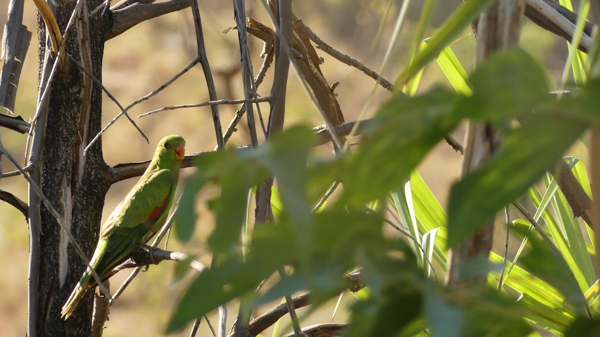 Red-winged Parrot - ML612407377