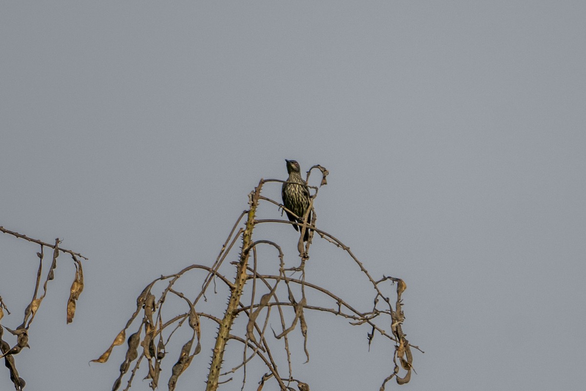 Short-tailed Starling - ML612407380