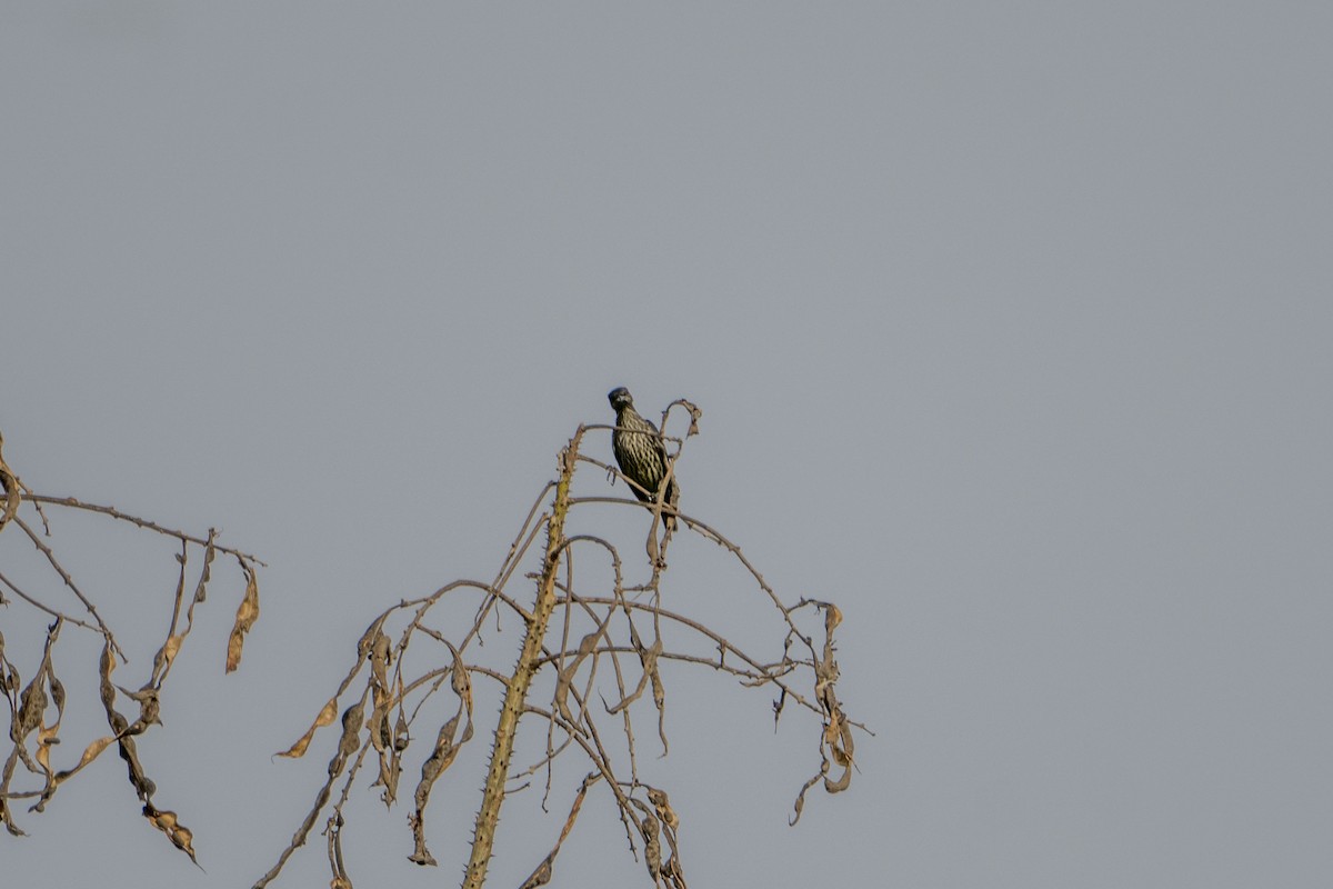 Short-tailed Starling - ML612407381