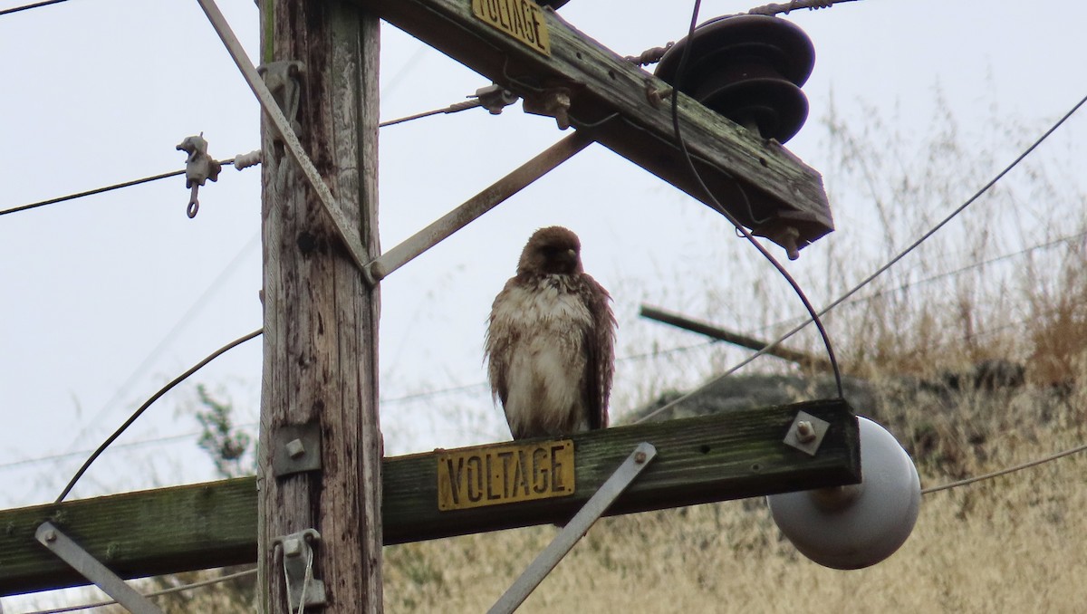 Red-tailed Hawk - ML612407446