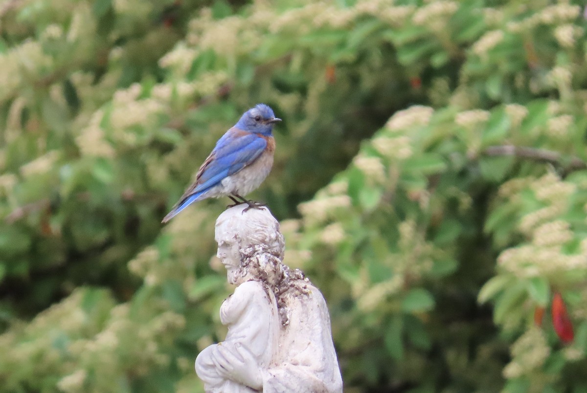 Western Bluebird - ML612407448