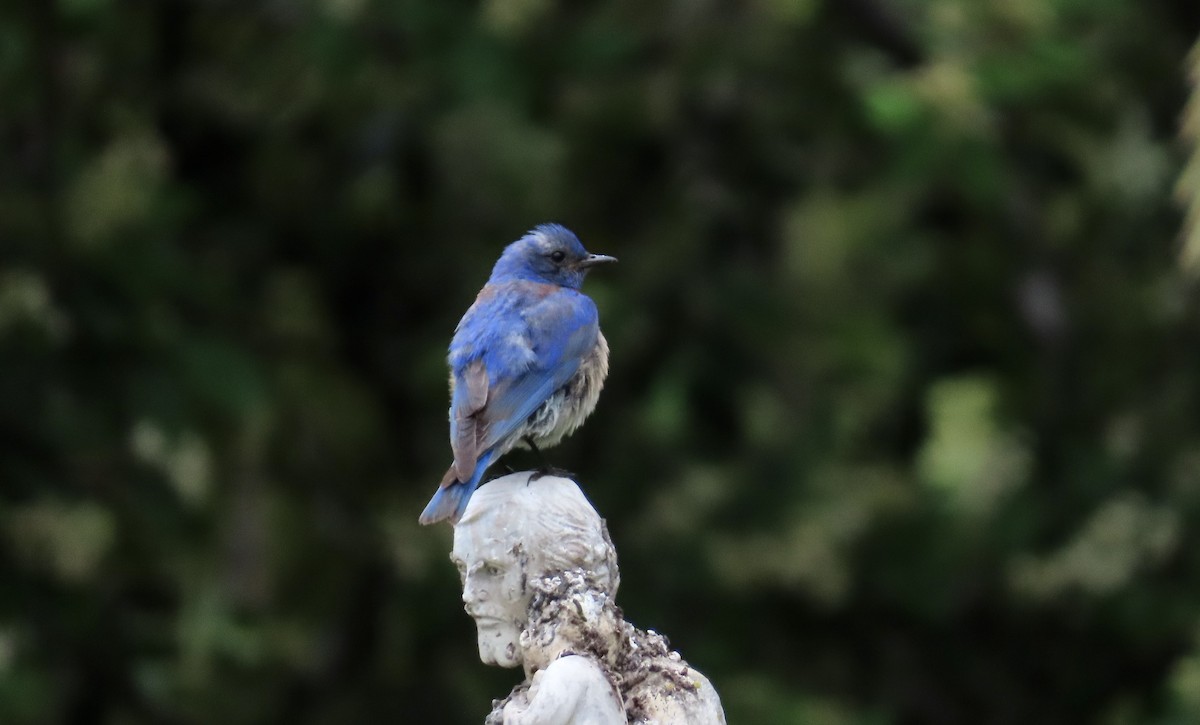 Western Bluebird - ML612407450