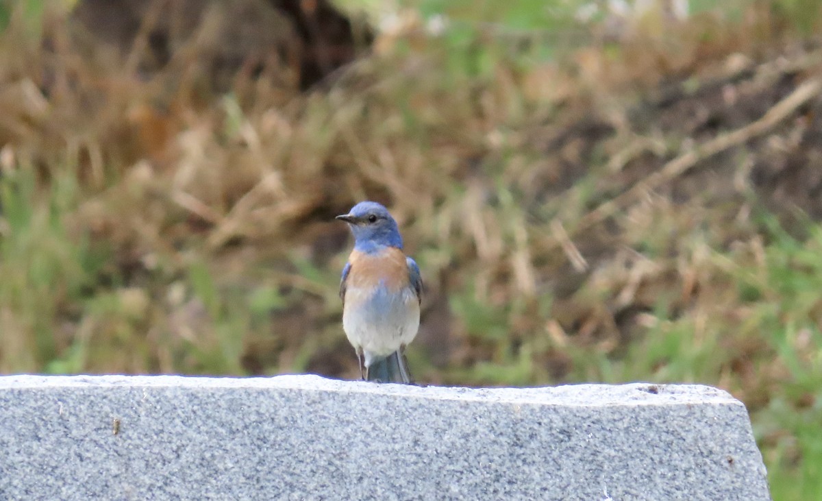 Western Bluebird - ML612407451