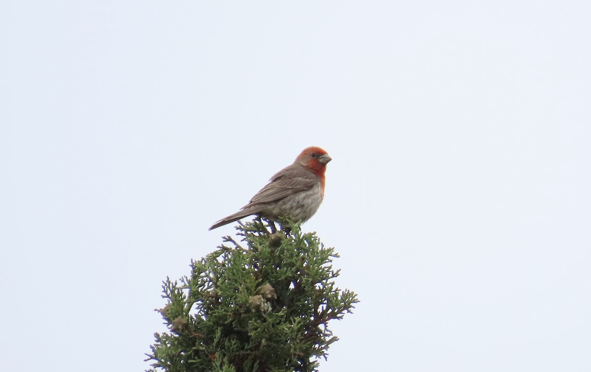 House Finch - ML612407452
