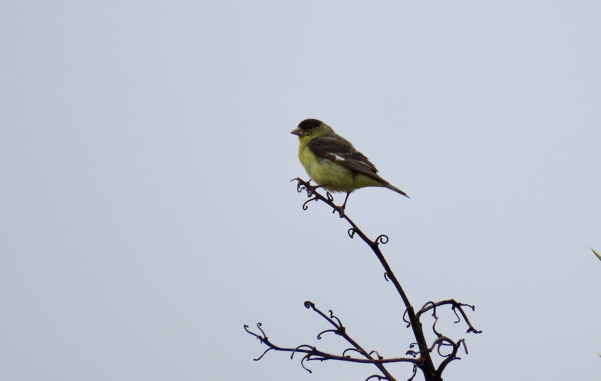 Lesser Goldfinch - ML612407453