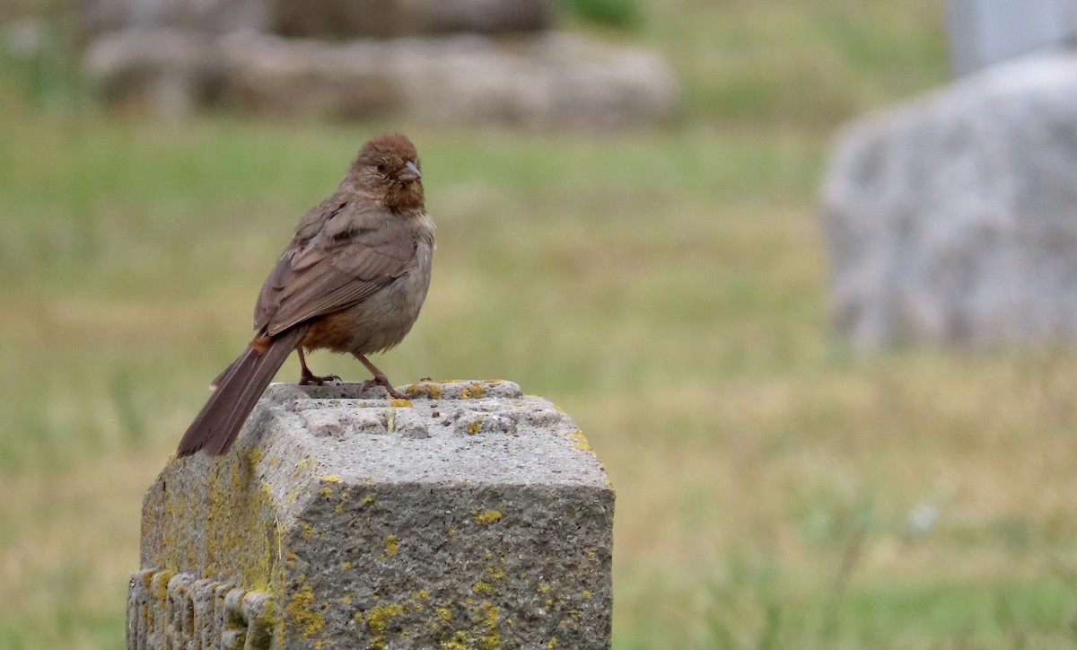California Towhee - ML612407458