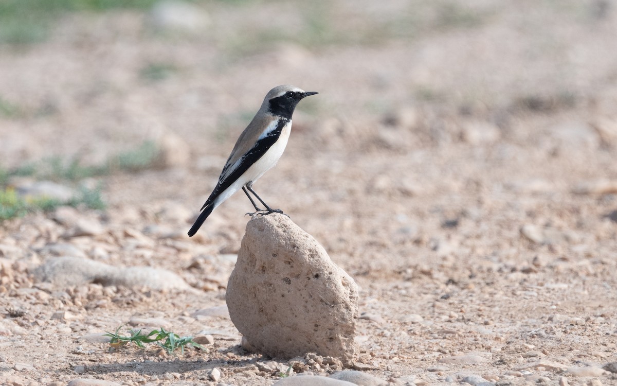 Desert Wheatear - Emmanuel Naudot