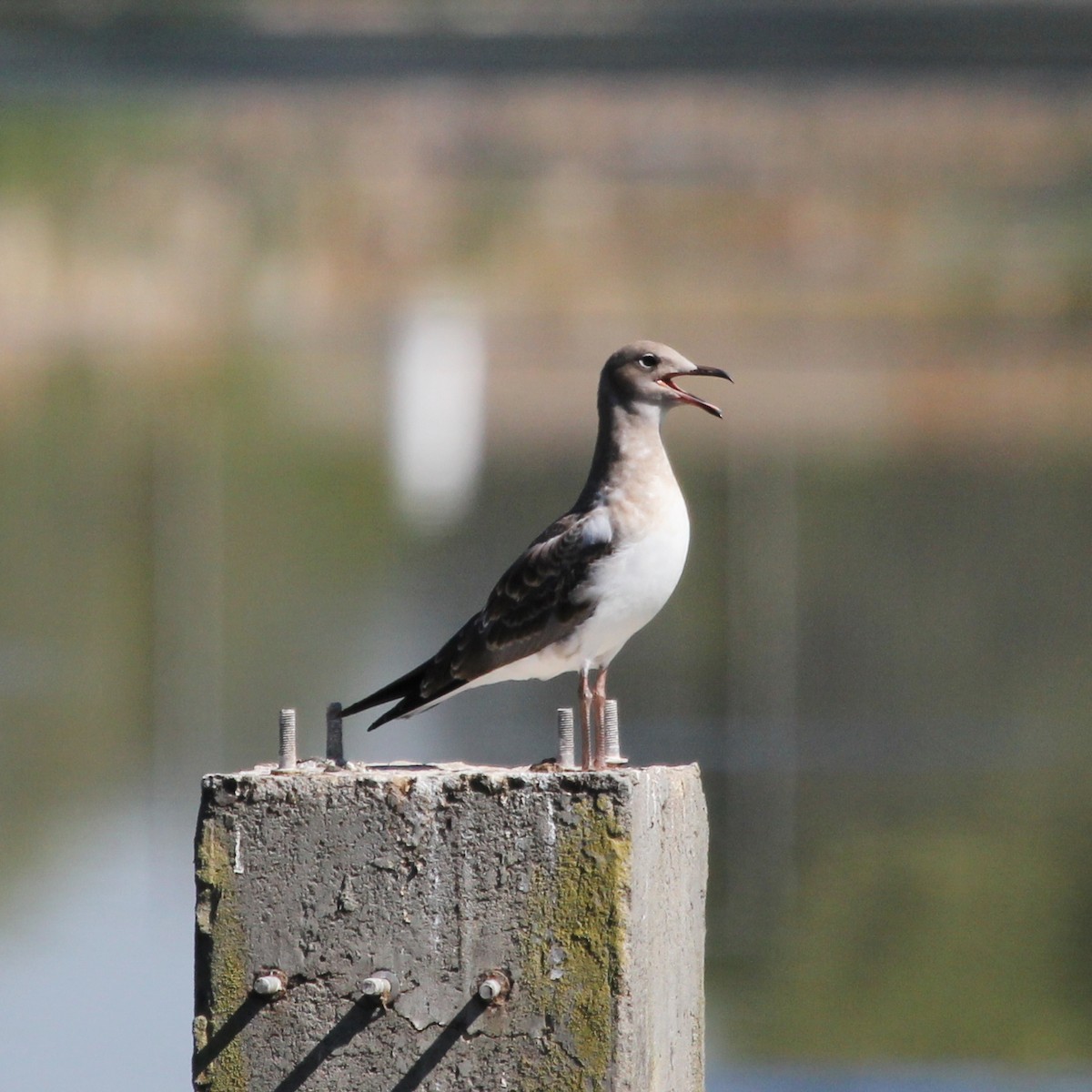 Hartlaub's Gull - ML612407601