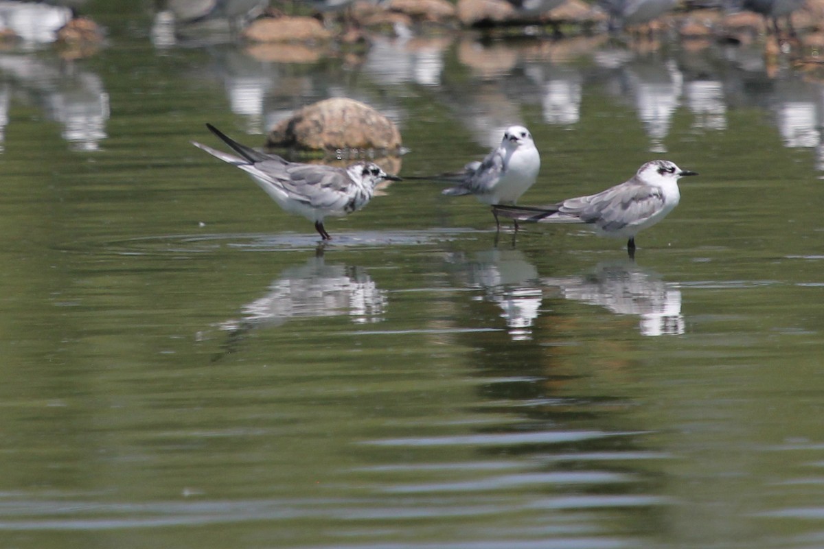 White-winged Tern - ML612407604