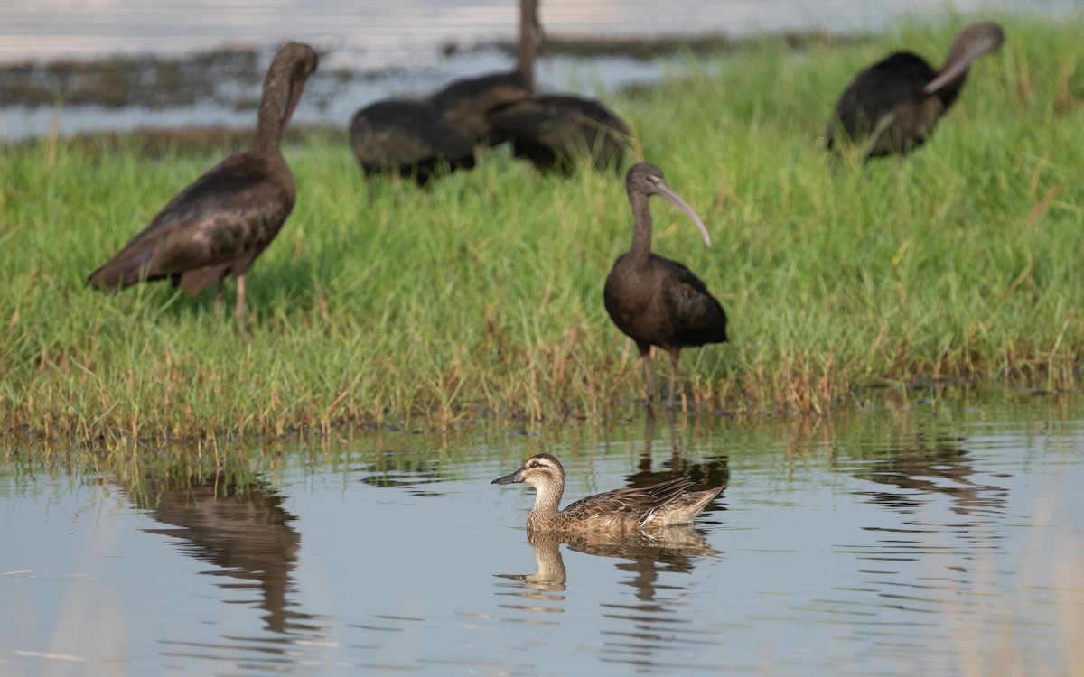 Garganey - ML612407616