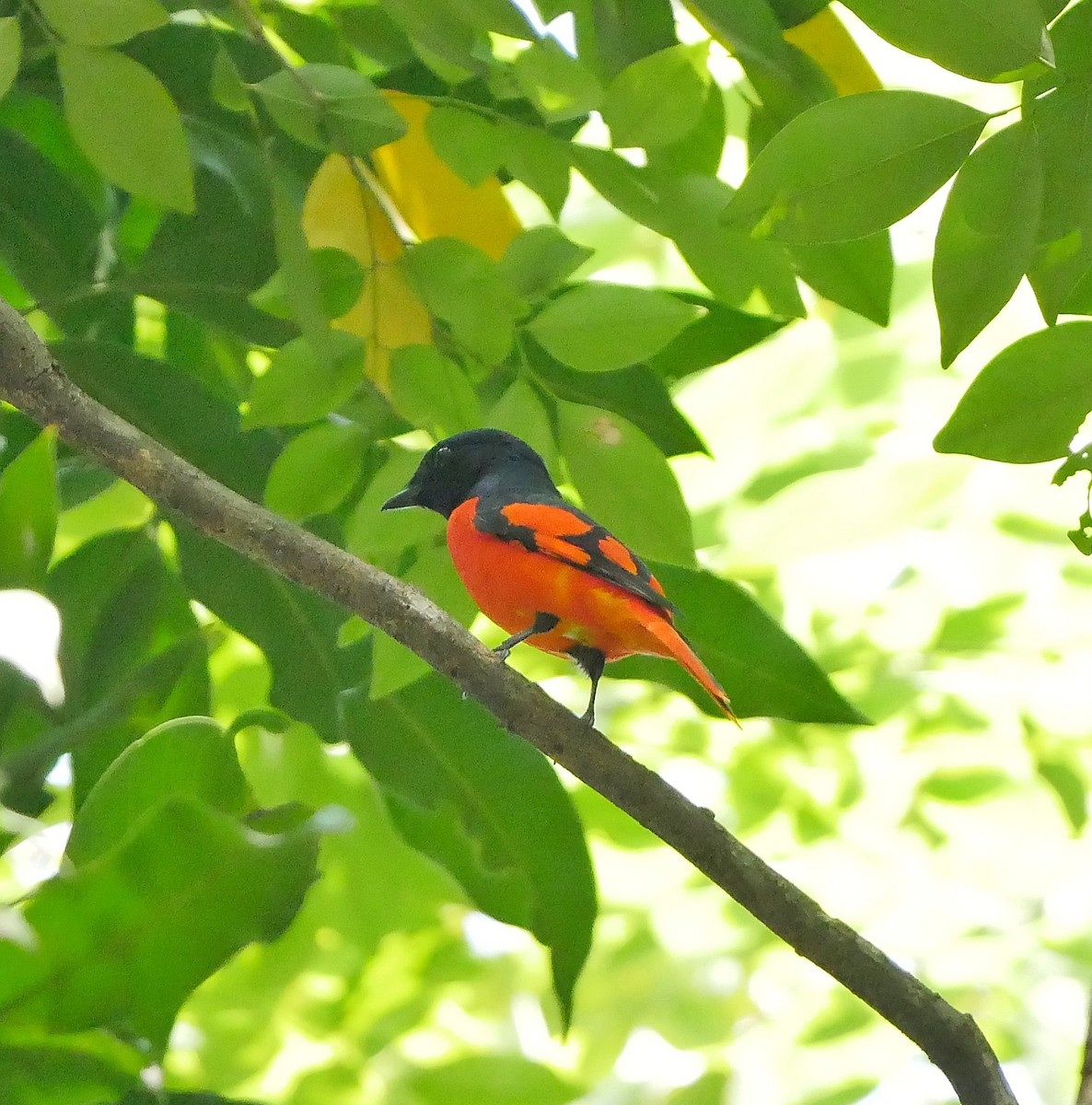 Scarlet Minivet - ML612407633