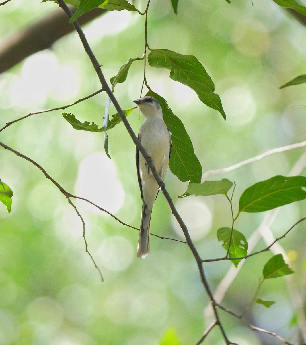 Ashy Minivet - ML612407639