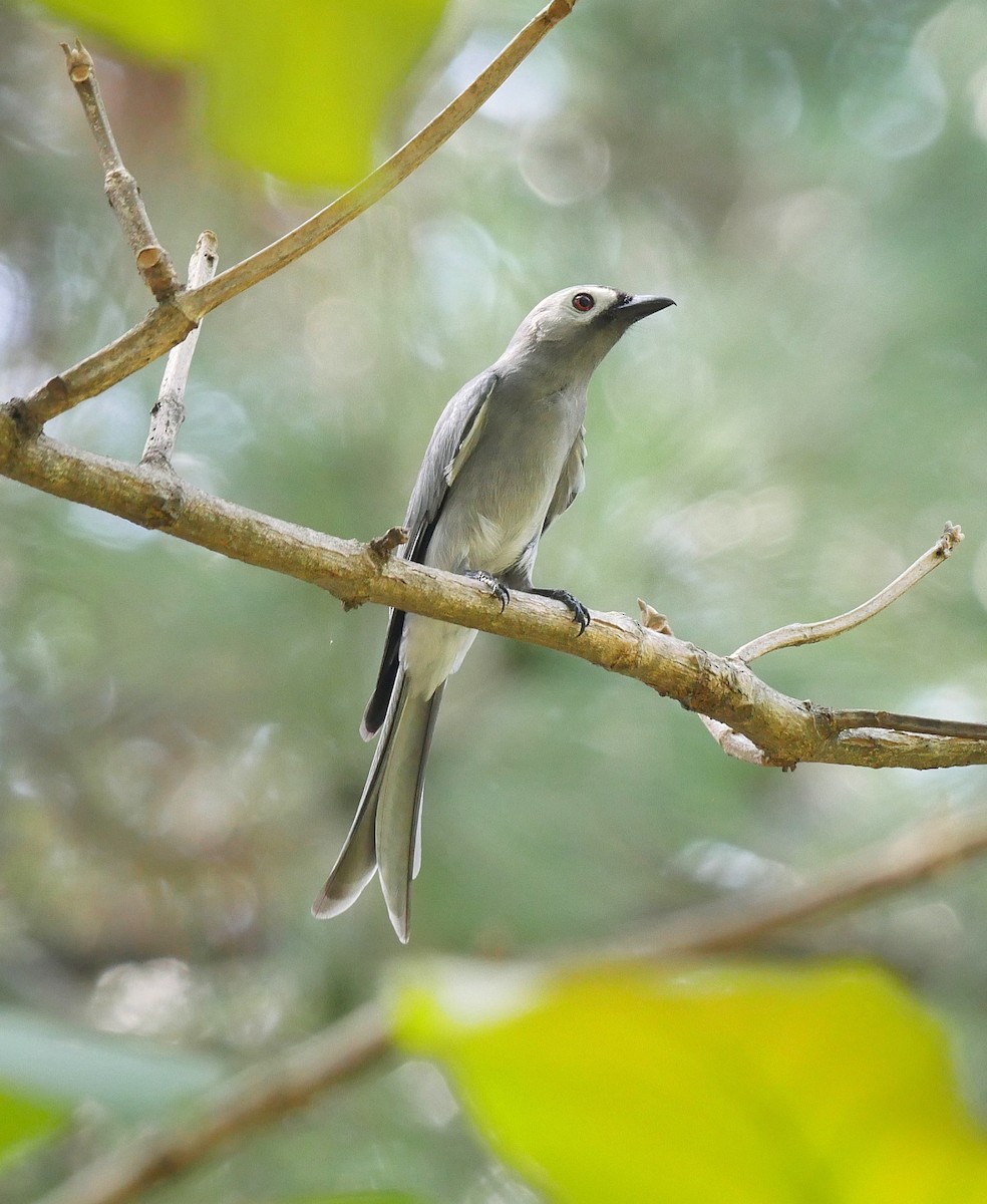 Ashy Drongo - ML612407651