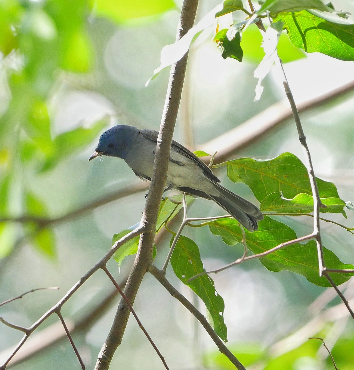 Black-naped Monarch - ML612407660