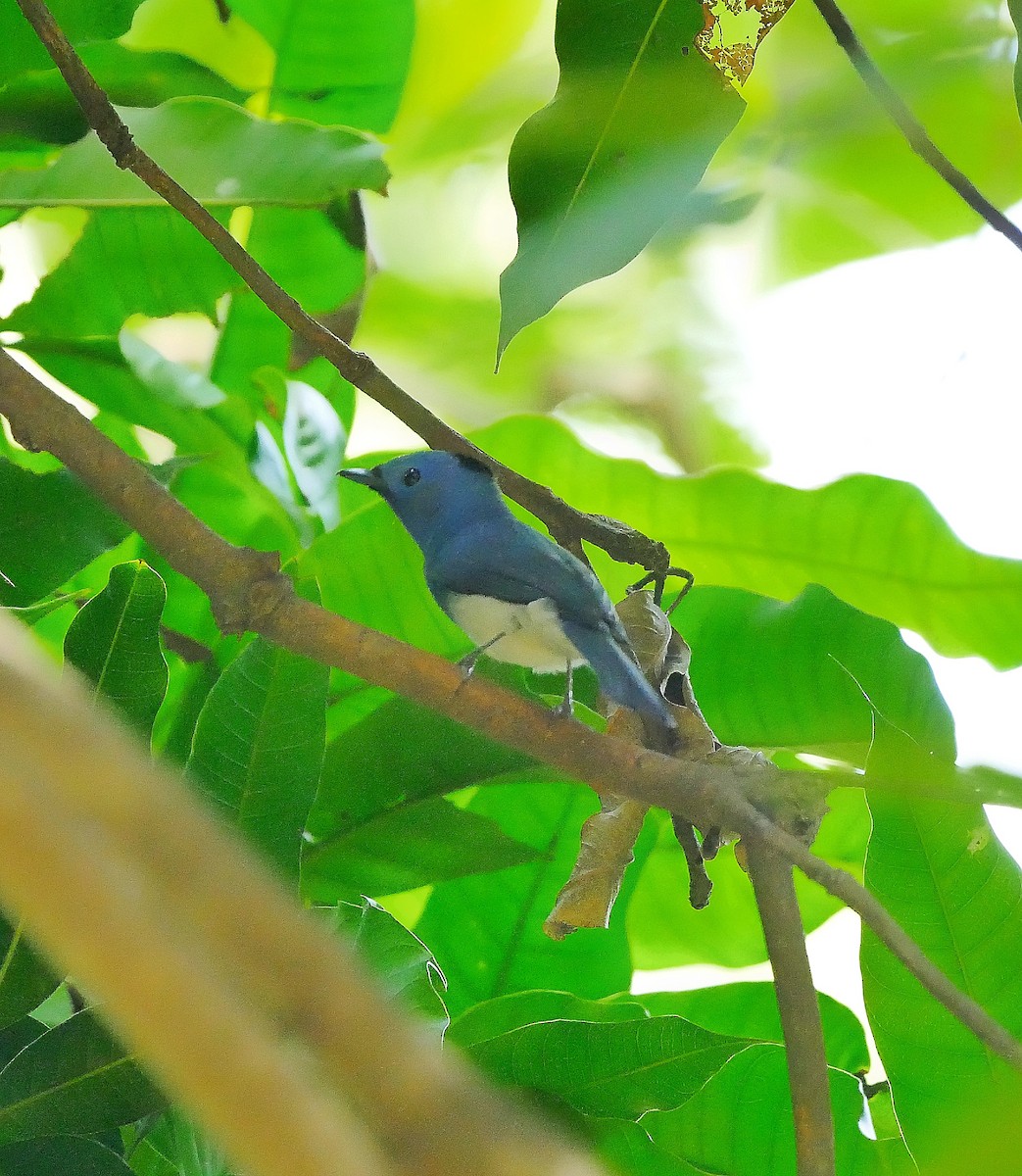 Black-naped Monarch - ML612407661