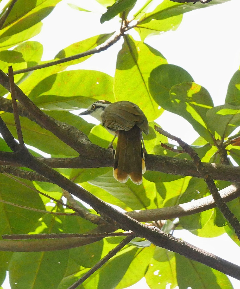 Lesser Necklaced Laughingthrush - ML612407671