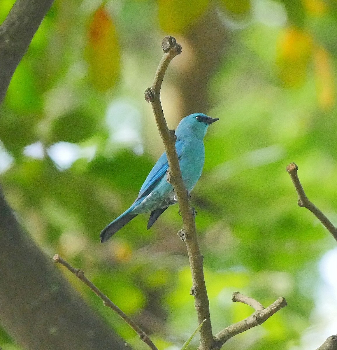 Verditer Flycatcher - ML612407678