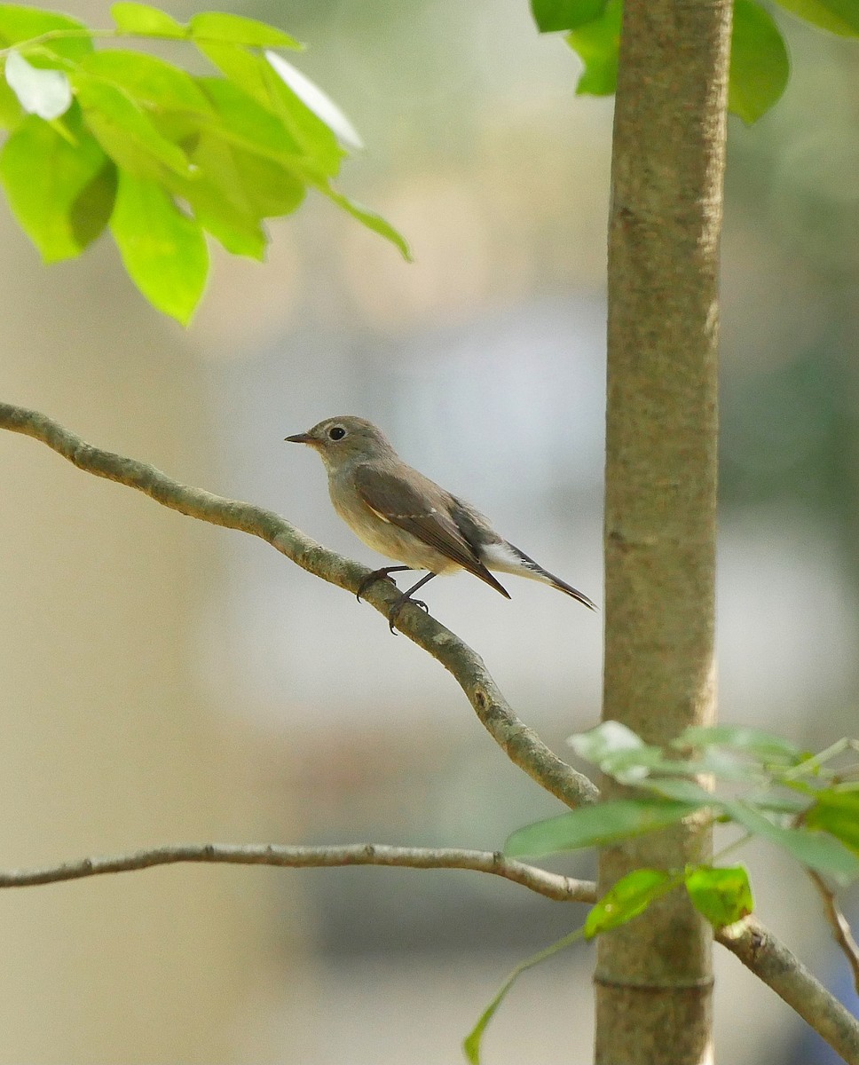 Taiga Flycatcher - ML612407685