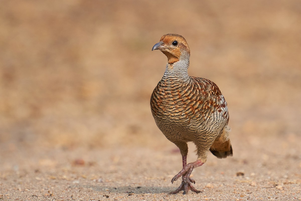 Gray Francolin - Raghavendra  Pai