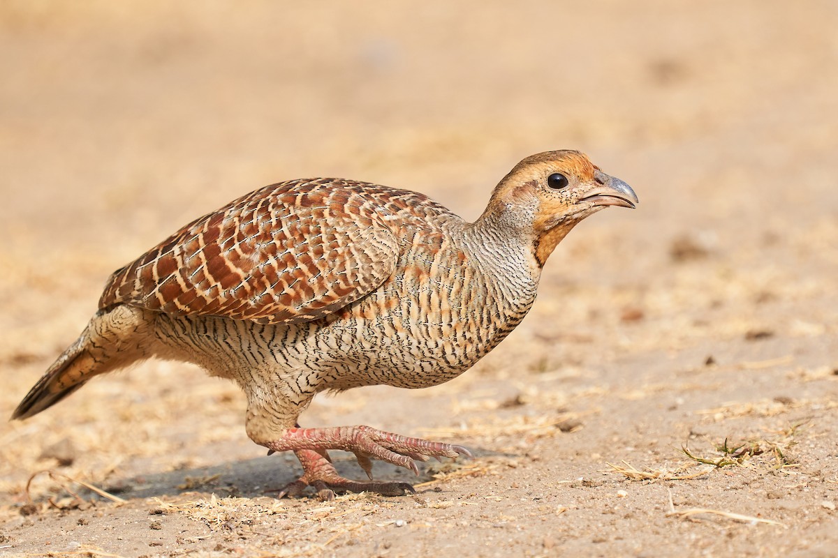 Gray Francolin - Raghavendra  Pai