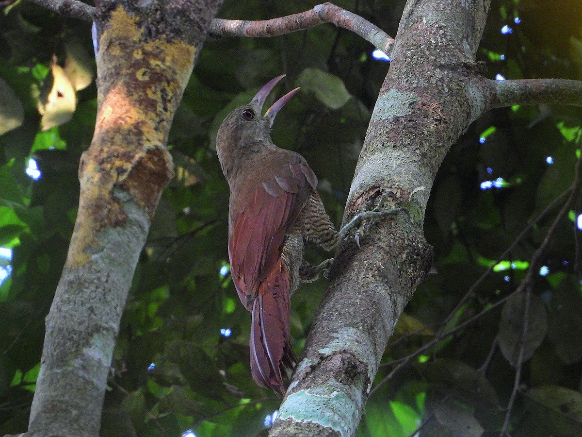 Bar-bellied Woodcreeper - ML612407722