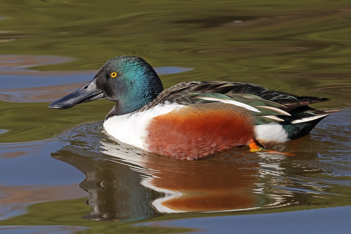 lžičák pestrý - ML612407808