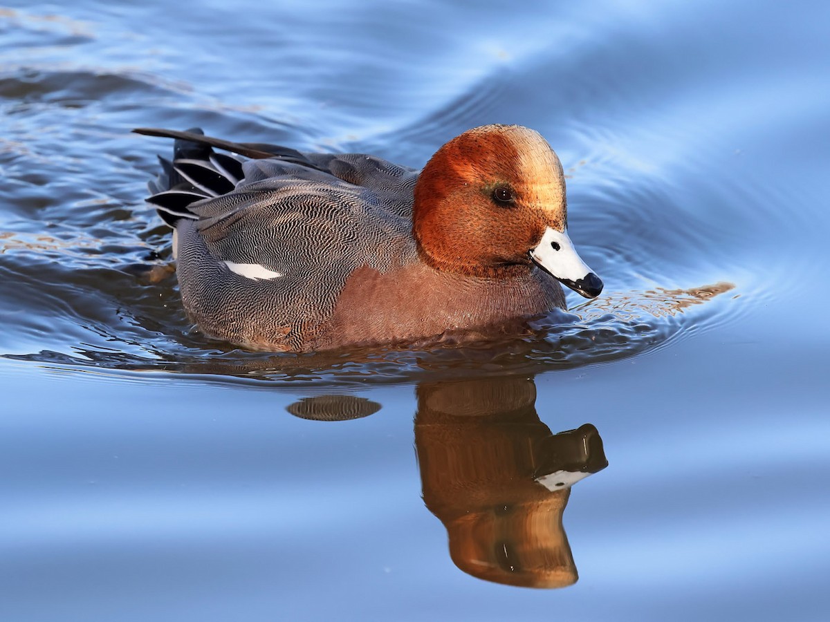 hvízdák eurasijský - ML612407809