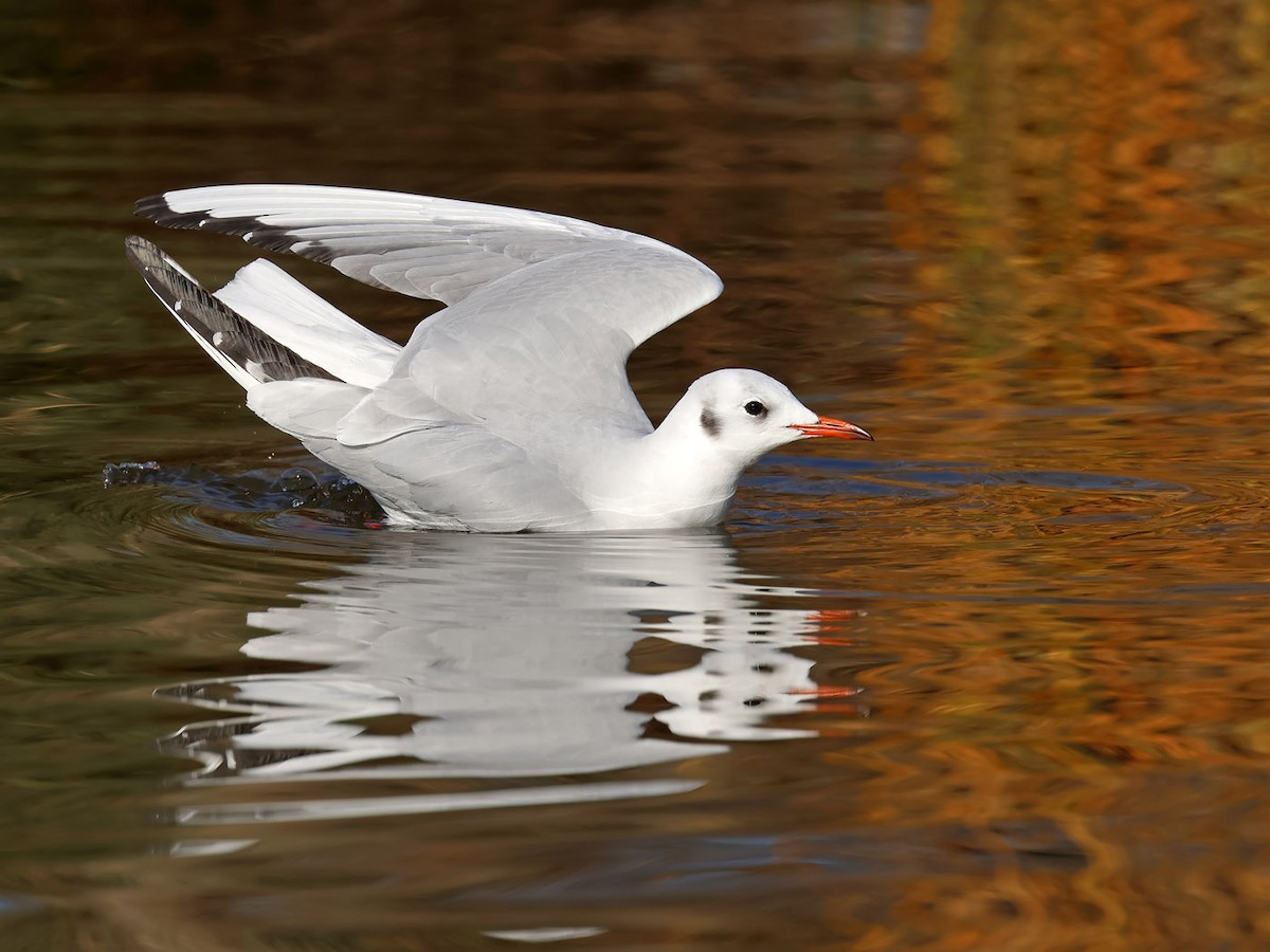 Black-headed Gull - ML612407811