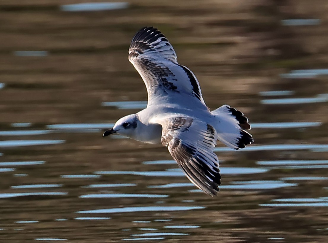 Mediterranean Gull - ML612407815