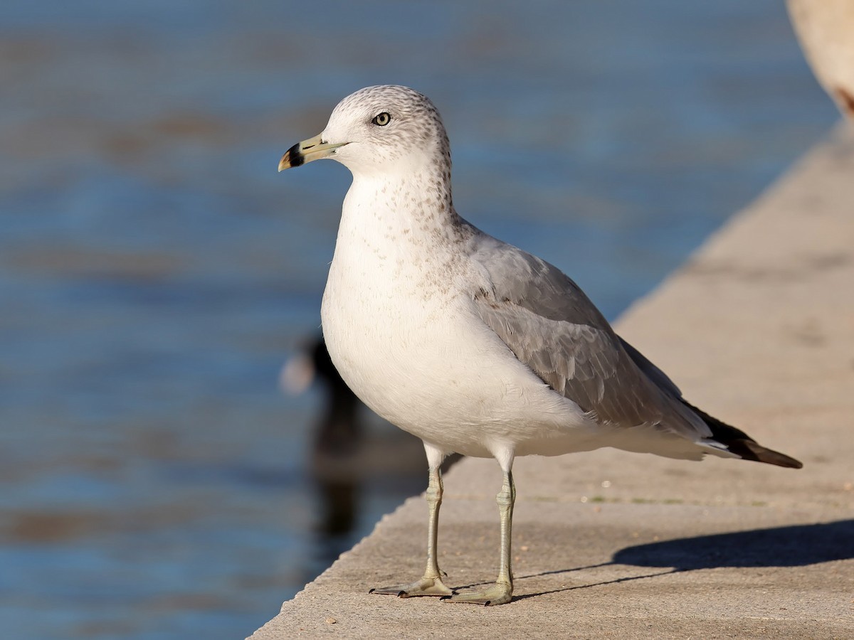 Ring-billed Gull - ML612407816