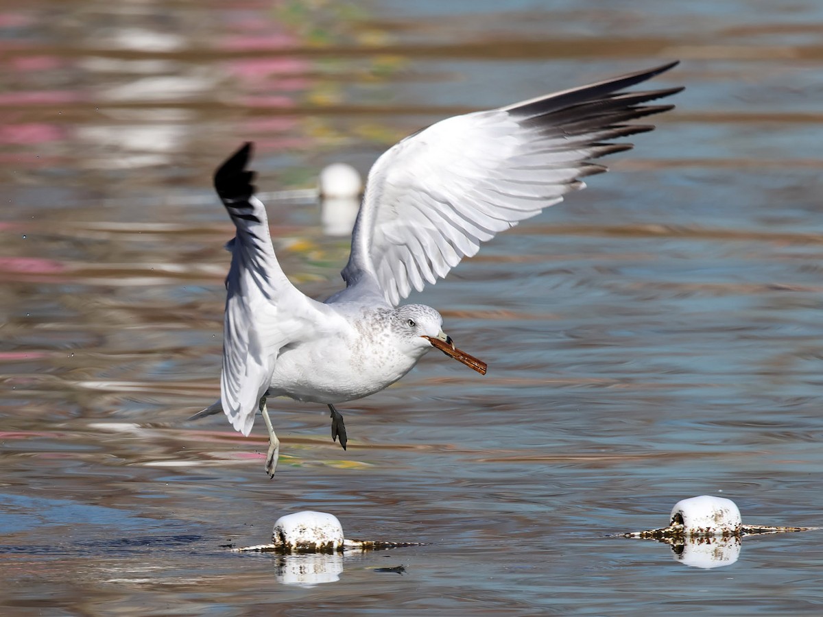 racek kroužkozobý - ML612407820