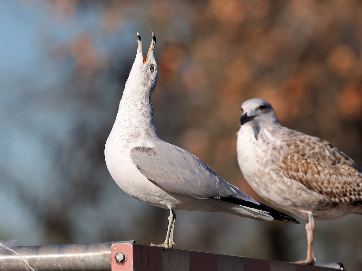 Ring-billed Gull - ML612407821