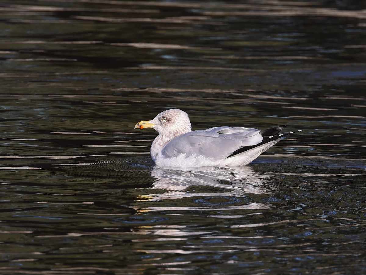 European Herring Gull - ML612407834