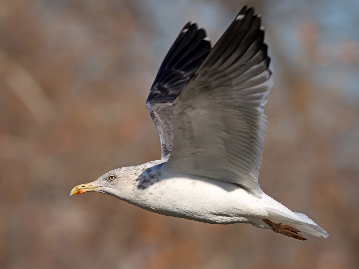 racek žlutonohý - ML612407840